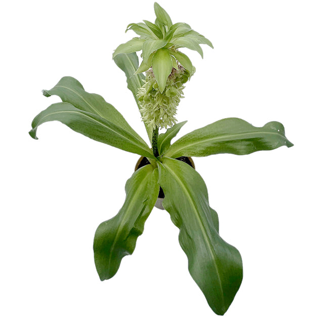 Eucomis bicolor - Schopflilie SALE