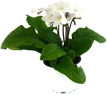 Streptocarpus Engelshauch - afrikanisches Veilchen