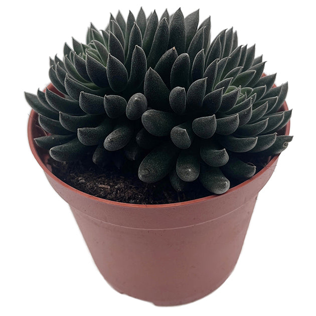 Sinocrassula yannanensis "Napoli Noire" - Chinesisches Dickblatt