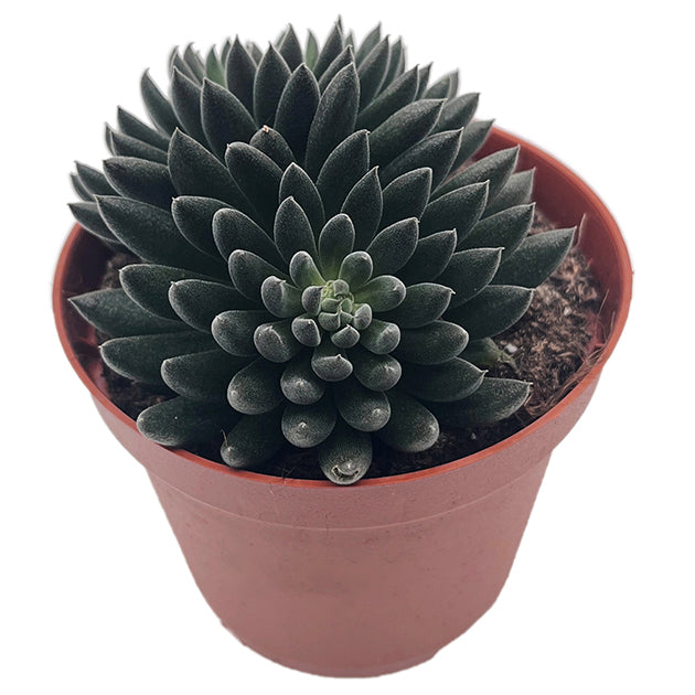 Sinocrassula yannanensis "Napoli Noire" - Chinesisches Dickblatt