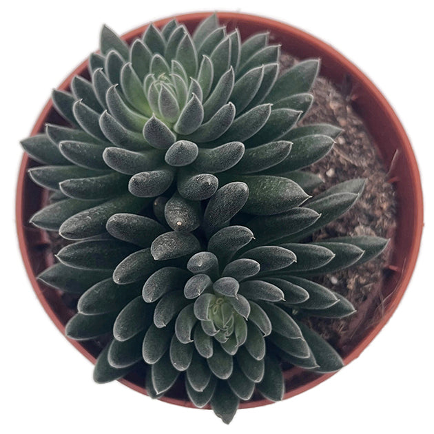 Sinocrassula yannanensis "Napoli Noire" - Chinesisches Dickblatt