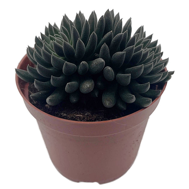 Sinocrassula yannanensis "Napoli Noire" - Chinesisches Dickblatt