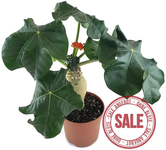 Jatropha podagrica - Flaschenpflanze - SALE ohne Blüte