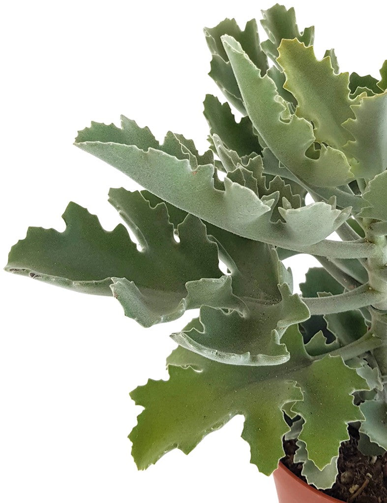 Kalanchoe beharensis - Klon 2