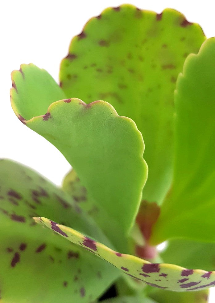 Kalanchoe marmorata - marmoriertes Dickblatt