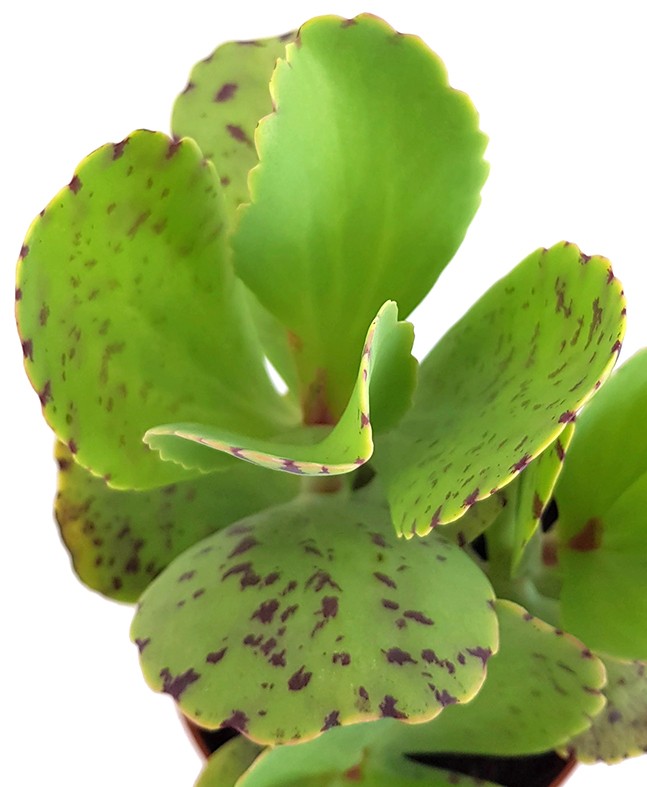 Kalanchoe marmorata - marmoriertes Dickblatt