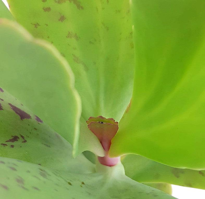 Kalanchoe marmorata - marmoriertes Dickblatt