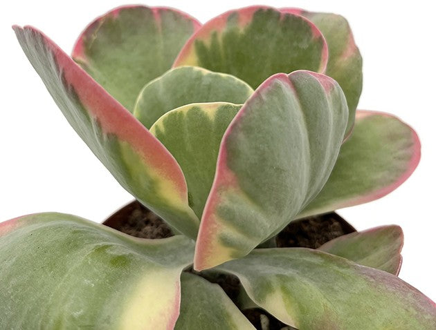 Kalanchoe thyrsiflora Variegata - Wüstenkohl