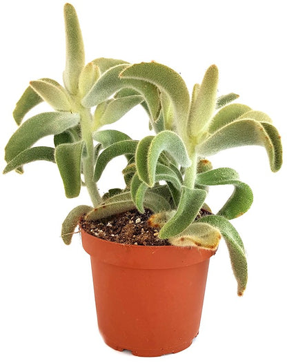 Kalanchoe Tomentosa &quot;Hairy&quot; - Teddybär Sukkulente