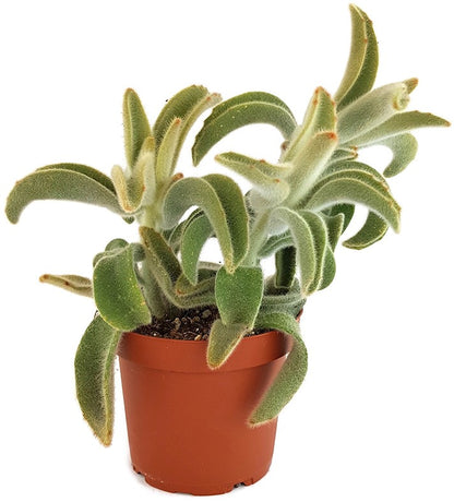 Kalanchoe Tomentosa &quot;Hairy&quot; - Teddybär Sukkulente