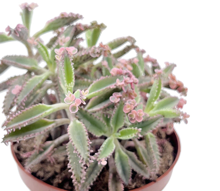 Kalanchoe daigremontiana "Pink Butterfly" - sukkulentes Brutblatt
