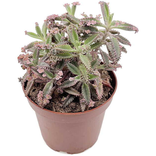 Kalanchoe daigremontiana "Pink Butterfly" - sukkulentes Brutblatt