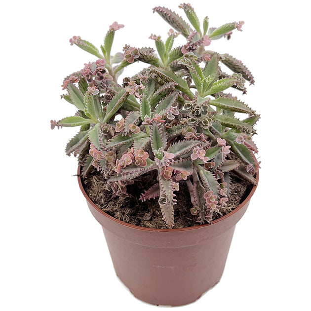 Kalanchoe daigremontiana "Pink Butterfly" - sukkulentes Brutblatt