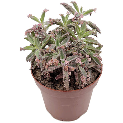 Kalanchoe daigremontiana "Pink Butterfly" - sukkulentes Brutblatt
