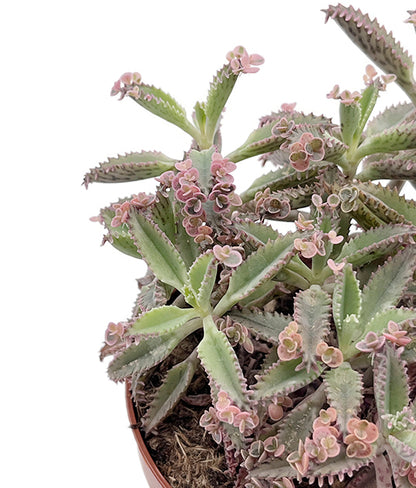 Kalanchoe daigremontiana "Pink Butterfly" - sukkulentes Brutblatt