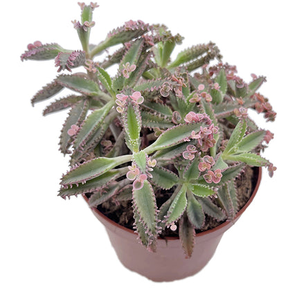 Kalanchoe daigremontiana "Pink Butterfly" - sukkulentes Brutblatt