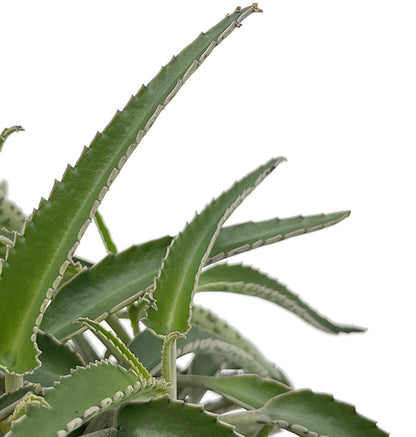 Kalanchoe Hybride II - sukkulentes Brutblatt