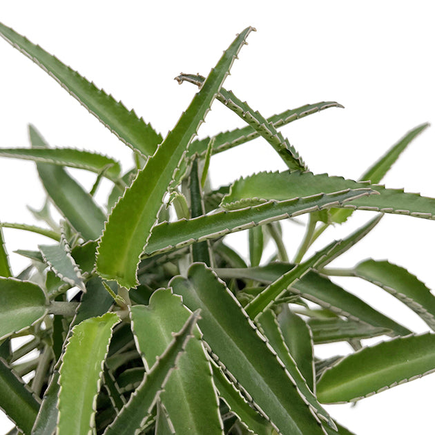 Kalanchoe Hybride II - sukkulentes Brutblatt
