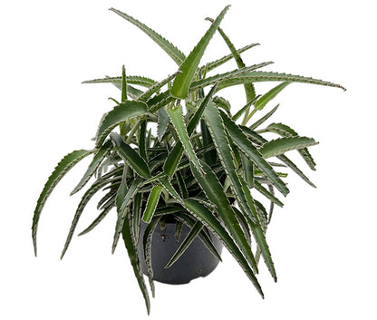 Kalanchoe Hybride II - sukkulentes Brutblatt