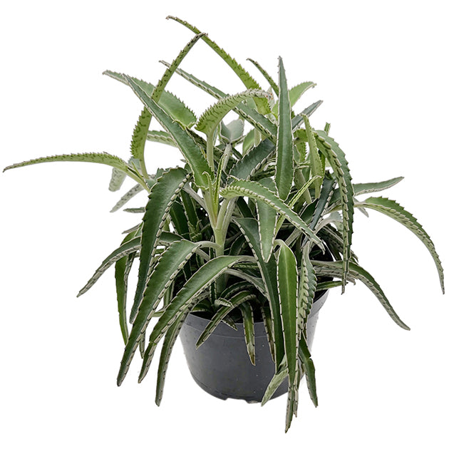 Kalanchoe Hybride II - sukkulentes Brutblatt