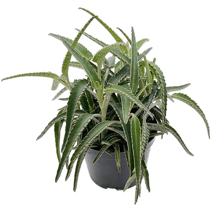 Kalanchoe Hybride II - sukkulentes Brutblatt