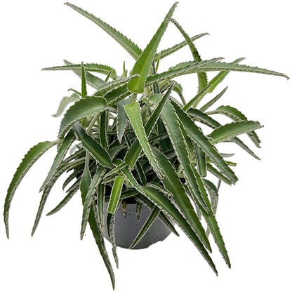 Kalanchoe Hybride II - sukkulentes Brutblatt