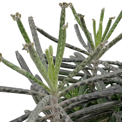 Kalanchoe delagoensis - hingebungsvolles Brutblatt