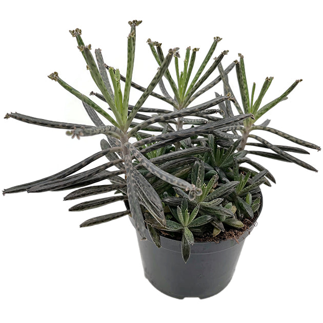 Kalanchoe delagoensis - hingebungsvolles Brutblatt