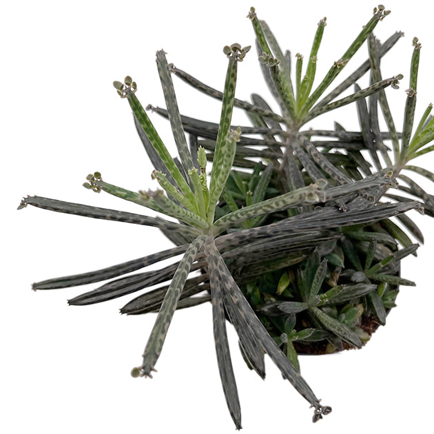 Kalanchoe delagoensis - hingebungsvolles Brutblatt