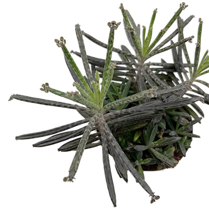 Kalanchoe delagoensis - hingebungsvolles Brutblatt