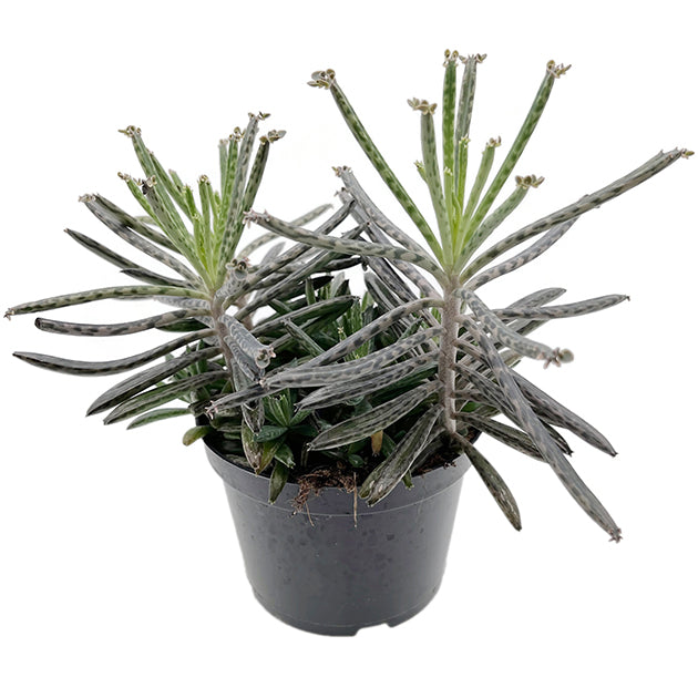 Kalanchoe delagoensis - hingebungsvolles Brutblatt