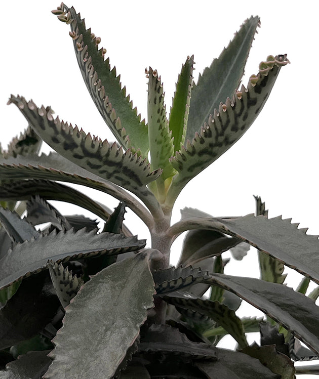 Kalanchoe × houghtonii - sukkulentes Brutblatt