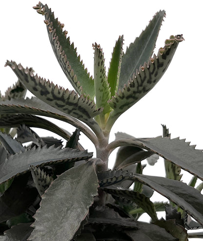 Kalanchoe × houghtonii - sukkulentes Brutblatt