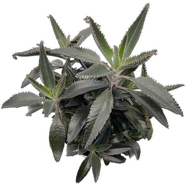 Kalanchoe × houghtonii - sukkulentes Brutblatt