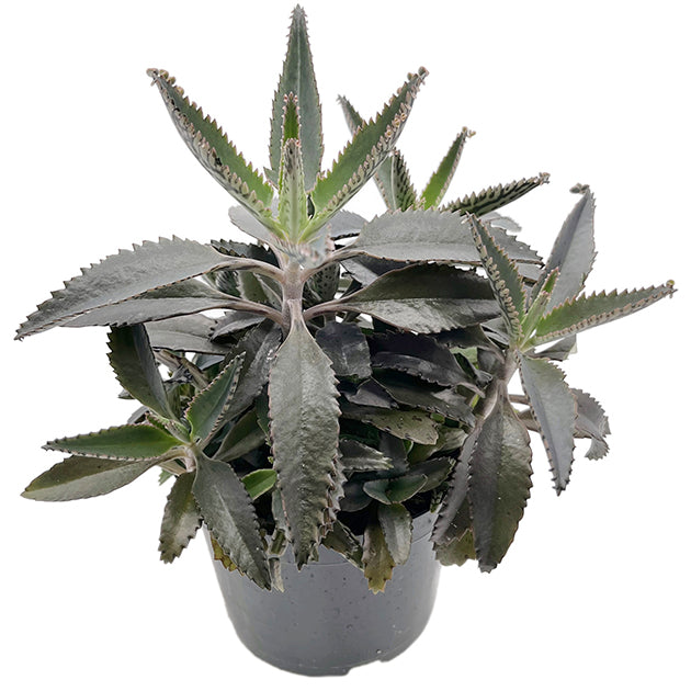Kalanchoe × houghtonii - sukkulentes Brutblatt