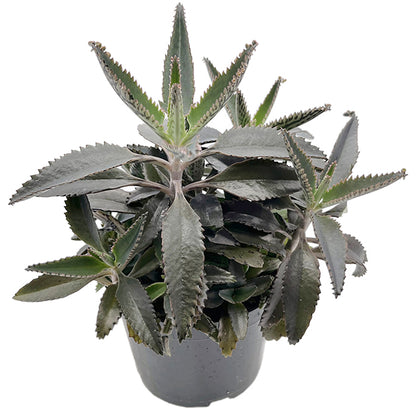 Kalanchoe × houghtonii - sukkulentes Brutblatt