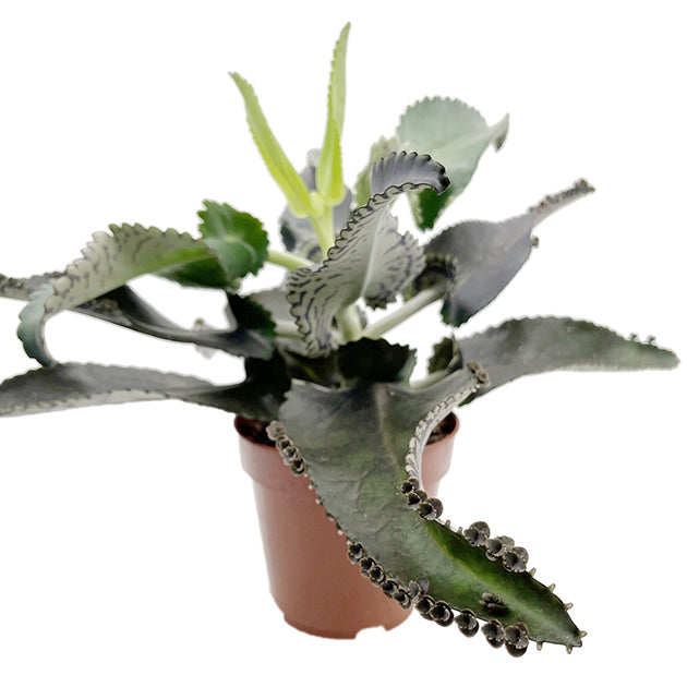 Kalanchoe daigremontiana "Dark Pink" - sukkulentes Brutblatt