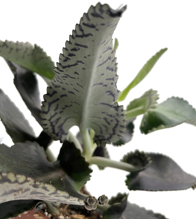Kalanchoe daigremontiana "Dark Pink" - sukkulentes Brutblatt