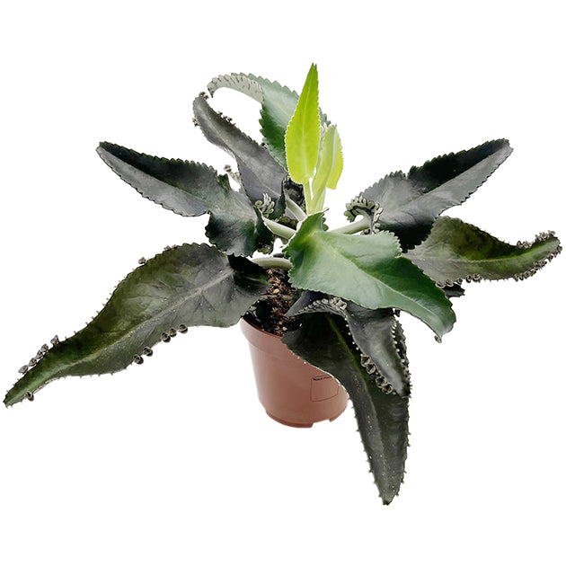 Kalanchoe daigremontiana "Dark Pink" - sukkulentes Brutblatt