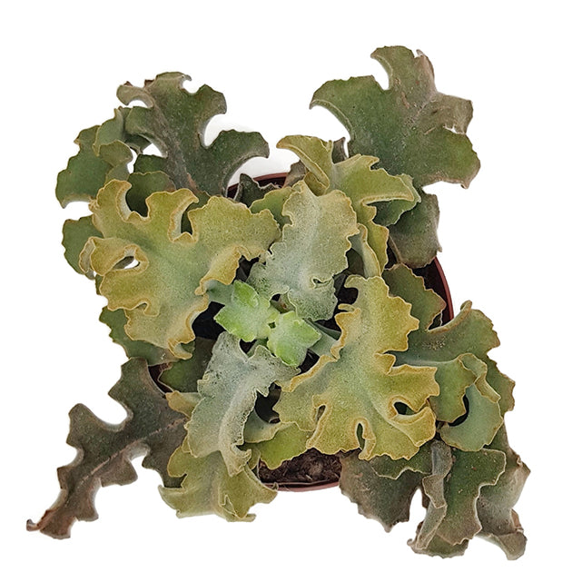 Kalanchoe beharensis &