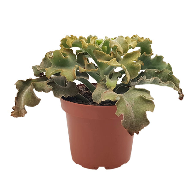 Kalanchoe beharensis &