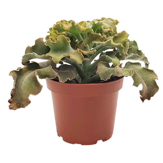 Kalanchoe beharensis &