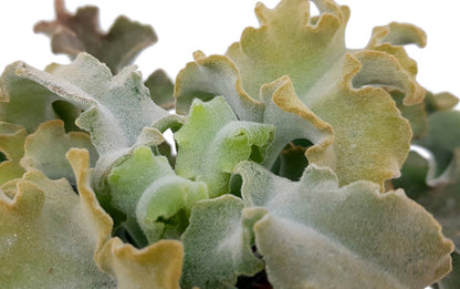 Kalanchoe beharensis &