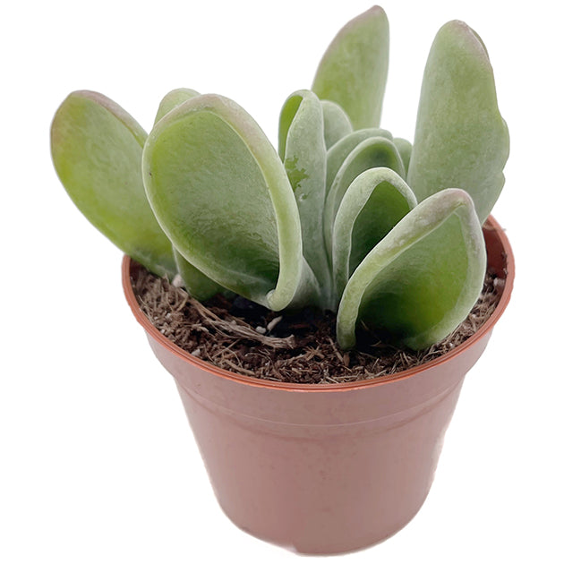 Kalanchoe oricula - auffälliges Löffeldickblatt
