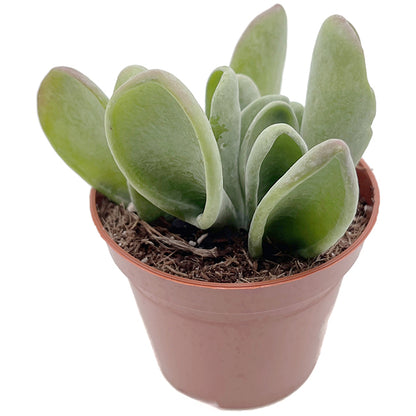 Kalanchoe oricula - auffälliges Löffeldickblatt