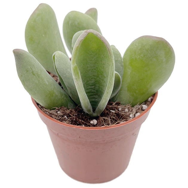Kalanchoe oricula - auffälliges Löffeldickblatt