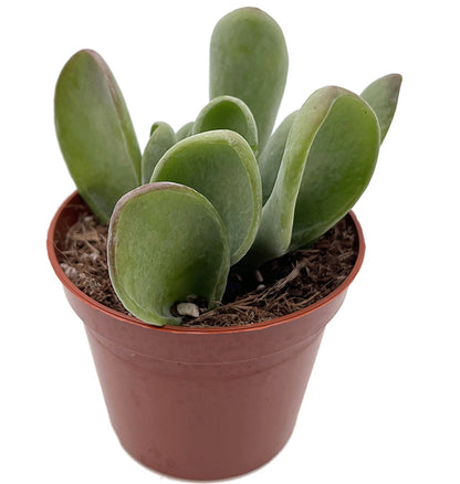 Kalanchoe oricula - auffälliges Löffeldickblatt