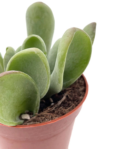 Kalanchoe oricula - auffälliges Löffeldickblatt
