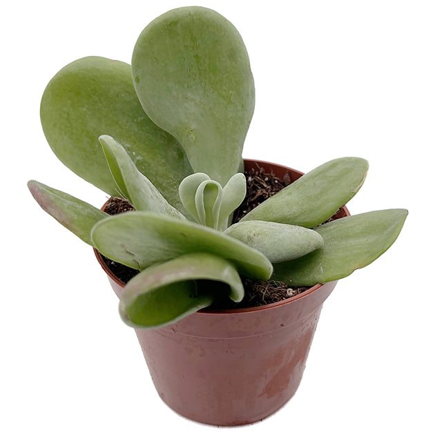 Kalanchoe oricula - auffälliges Löffeldickblatt