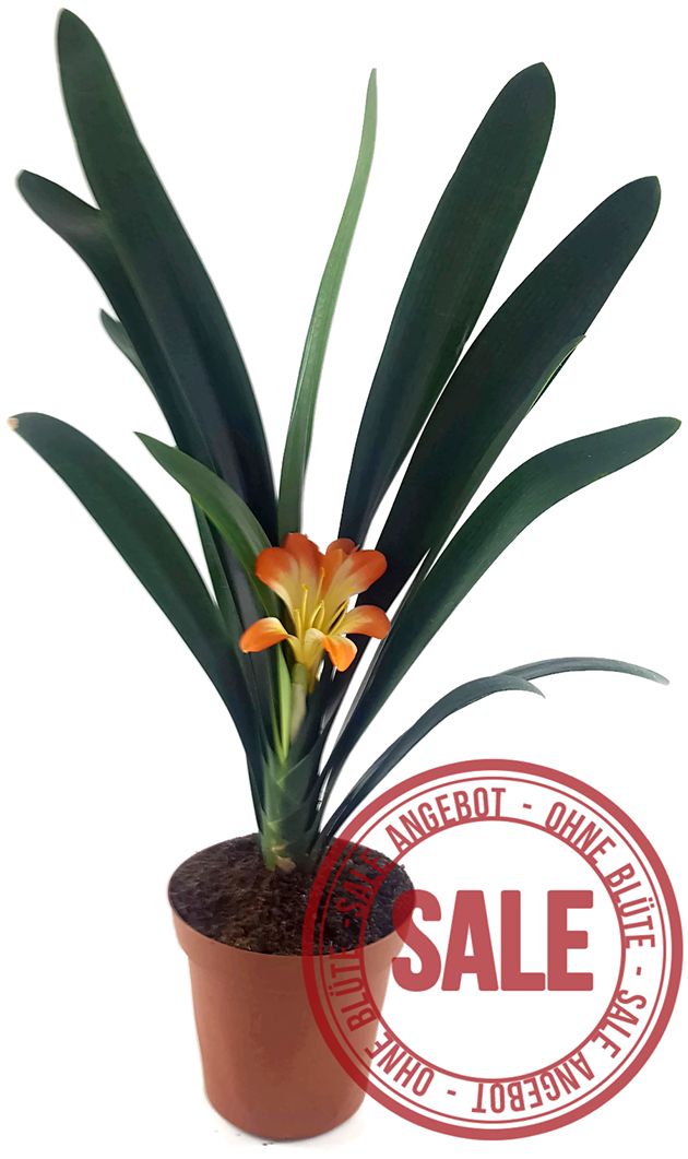 Clivia Hybride - gelb - orange Klivie - SALE ohne Blüte